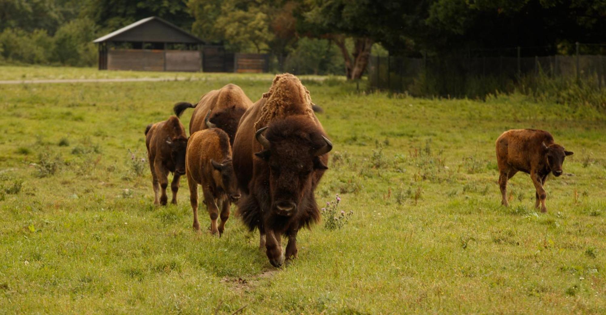 Knuthenborg Safaripark Maribo Exterior foto