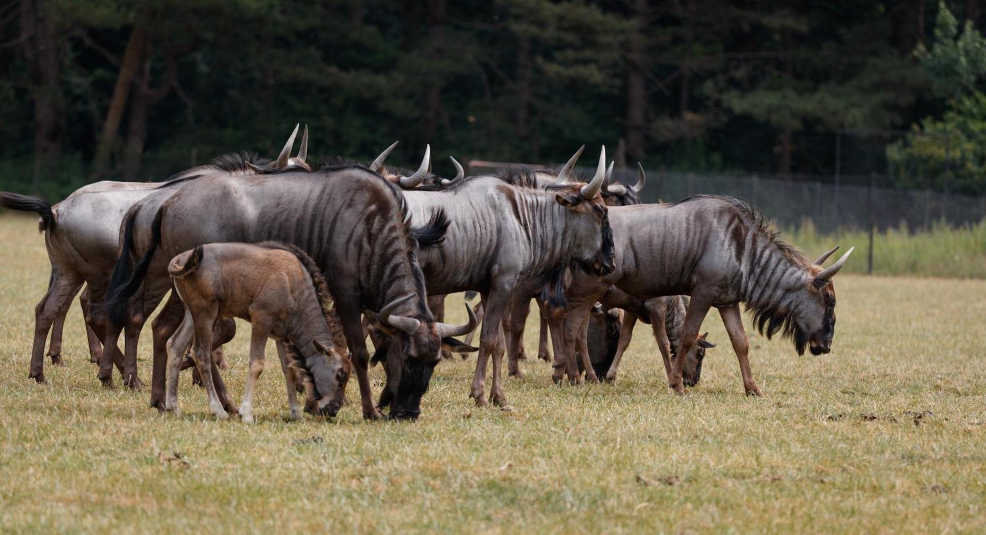 Knuthenborg Safaripark Maribo Exterior foto