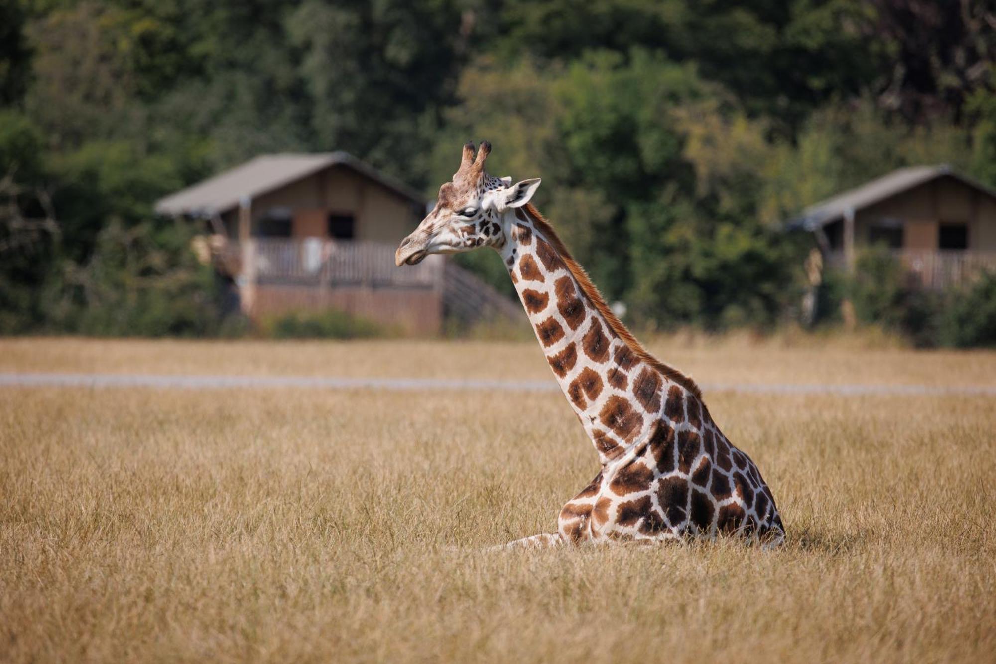 Knuthenborg Safaripark Maribo Exterior foto