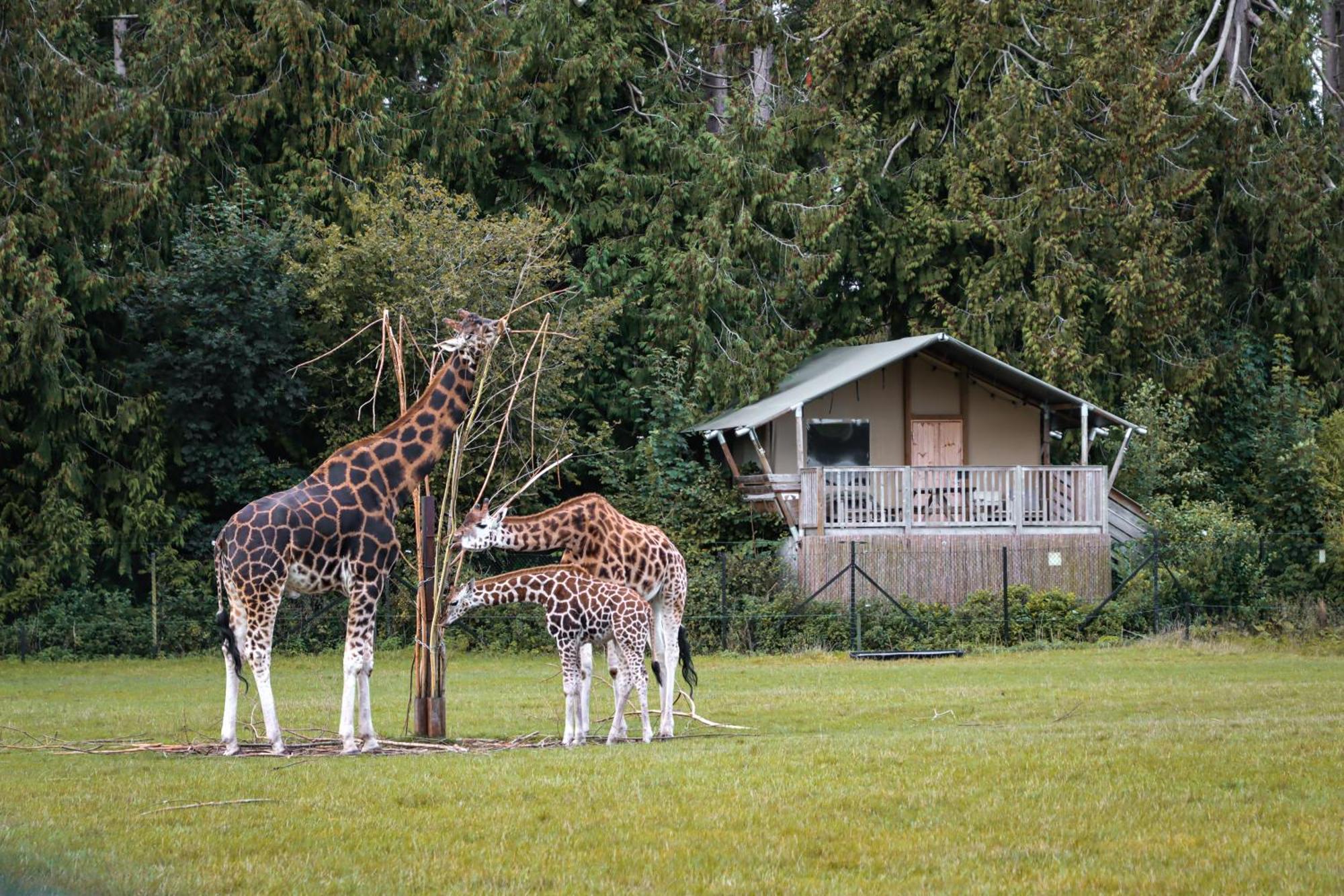 Knuthenborg Safaripark Maribo Exterior foto
