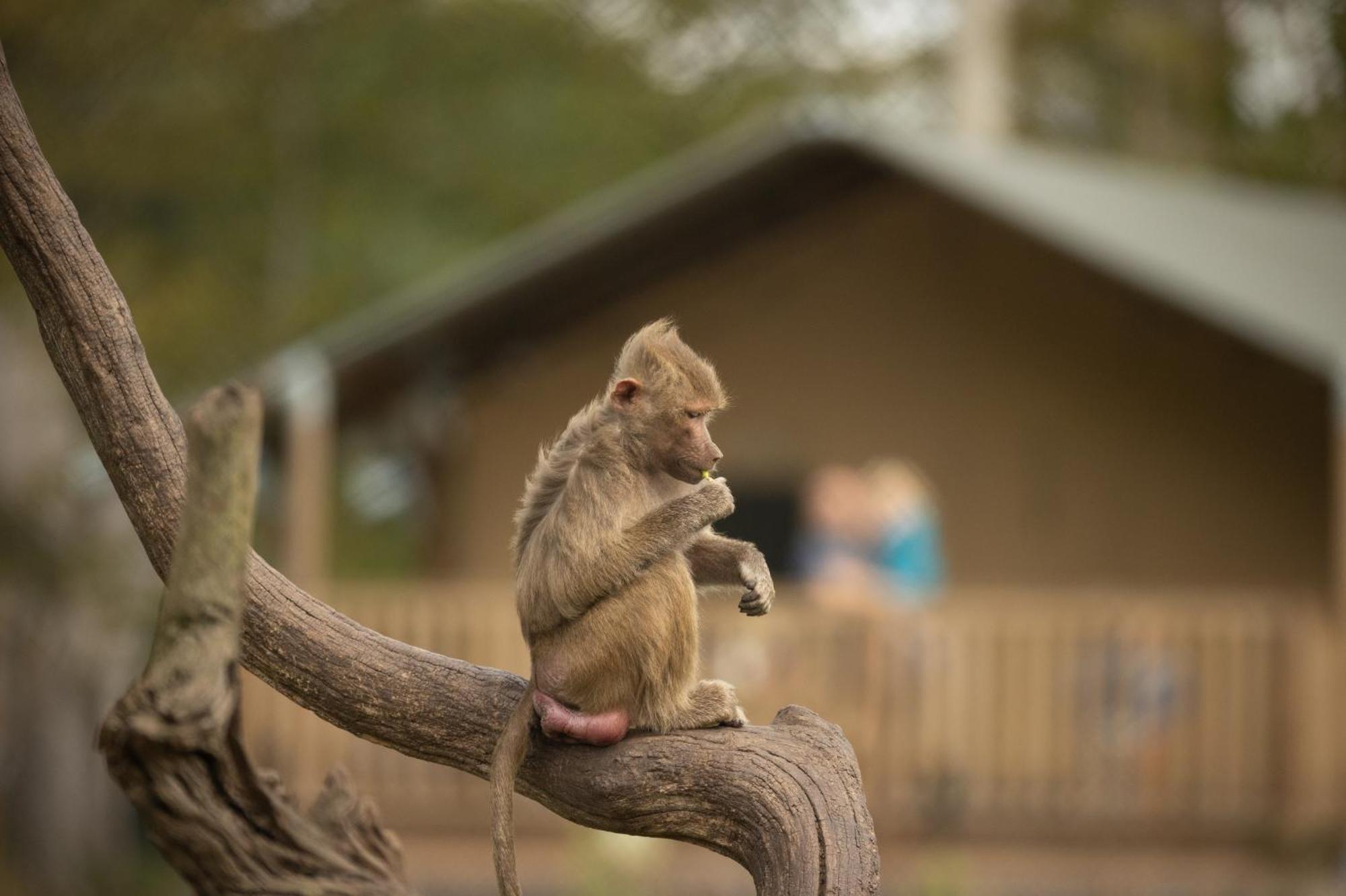 Knuthenborg Safaripark Maribo Exterior foto