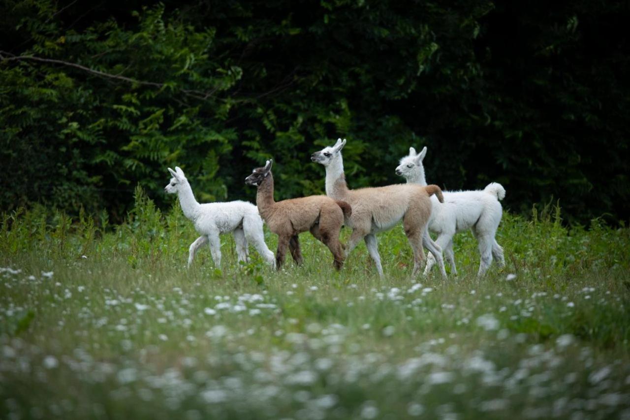 Knuthenborg Safaripark Maribo Exterior foto
