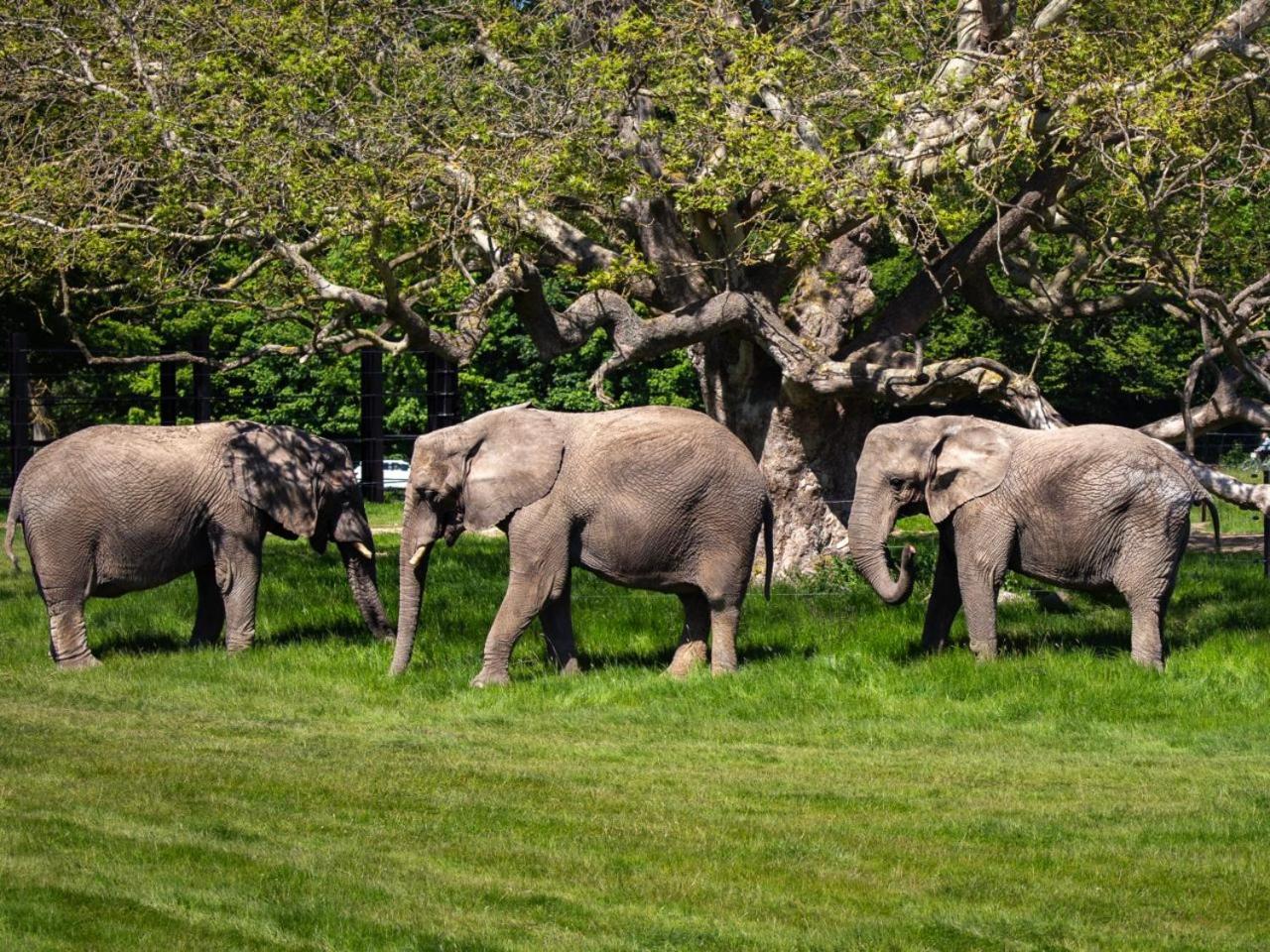 Knuthenborg Safaripark Maribo Exterior foto